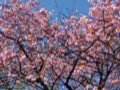 早咲き桜・・今満開です