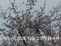 遊歩道の桜が開花〜♪