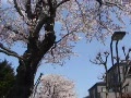 遊歩道の桜・・・2008/3/27午前１１時頃撮影